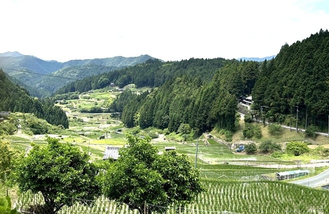 上から見下ろした棚田の風景