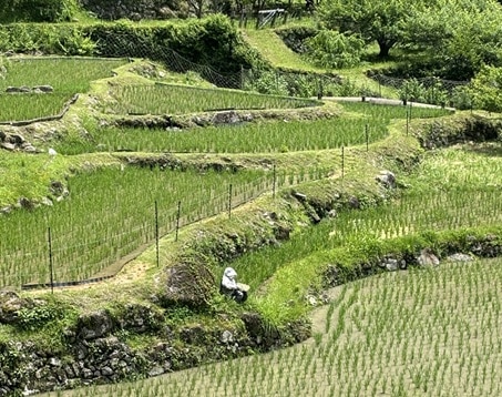 田植えをする農家さん