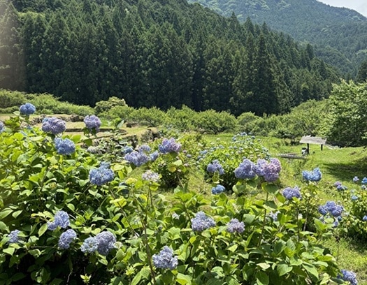 紫陽花と棚田の風景