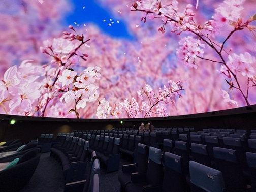 天井一面に映し出された桜の映像と座席