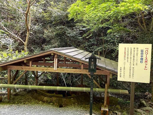 パワースポット延命半蔵杉