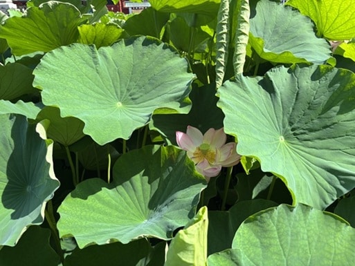 葉っぱの下で大きく花開く一輪の蓮の花