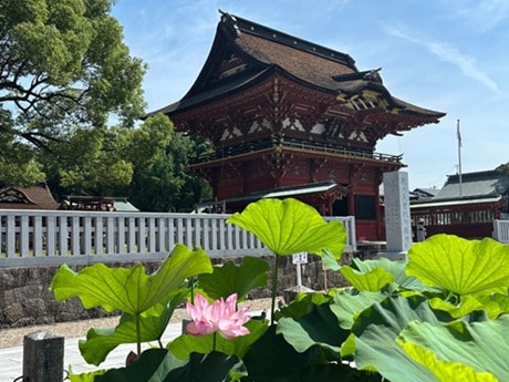 大きく開いた蓮の花ごしに見える髄神門