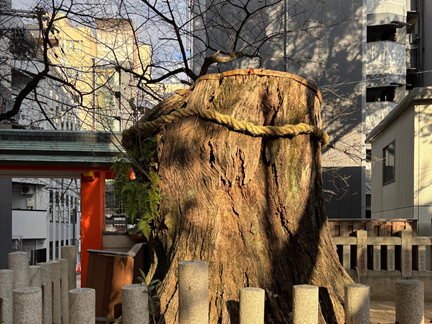 生田神社 楠の神木 焼け跡から再生した切り株