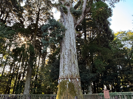 霧島神宮の樹齢800年のご神木杉。圧倒的な生命力を放つ霧島随一のパワースポット。