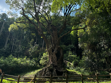 武雄神社の大楠。樹齢3,000年以上の巨大なご神木で、日本三大巨樹のひとつ