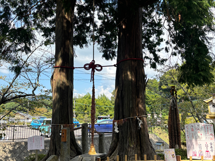 武雄神社の夫婦檜。根元で繋がる縁結びのご神木
