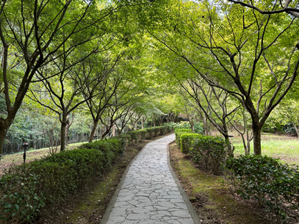 武雄の大楠へ向かう舗装された森の参道の写真