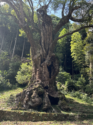 武雄の大楠の全景・ご神木の写真