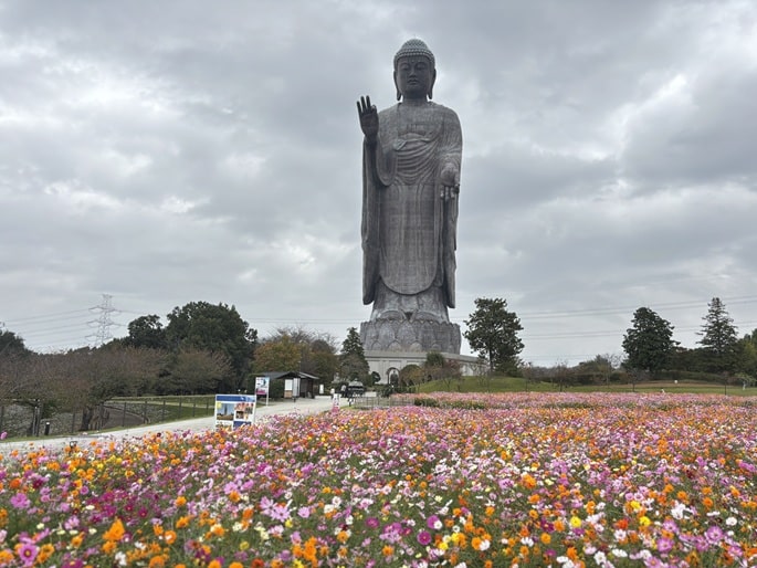 コスモスが咲く庭園越しに見える牛久大仏